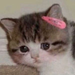 Meet your Posher, Jasper